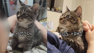 제리 전용 침대 공개  아기고양이가 커서도 하는 똑같은 행동