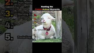 Cutest Animal Moments Ranked 🥹🐾 | Top 5 Animal Clips #shorts