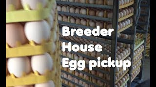 How pretty is this egg skelter bought - Bellandarreh Farm