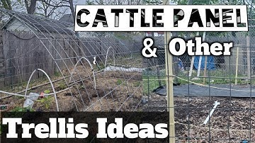 Cattle Panel and Other Creative Trellis Ideas