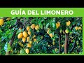 Guía COMPLETA del CULTIVO del LIMONERO 🍋✅ (Cuidados y Soluciones a sus Problemas más Comunes)