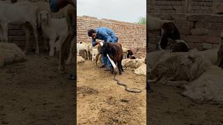 Watch Kali Mami video