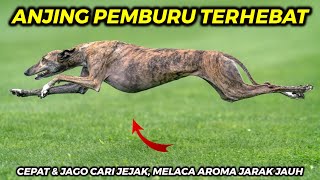 10 RAS ANJING PEMBURU TERHEBAT DI DUNIA