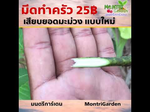 การเสียบยอดมะม่วง ด้วยมีดทำครัว 25฿