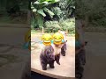 Pets Video #Dog #Cat #fyp #voiceover #funnyvideo