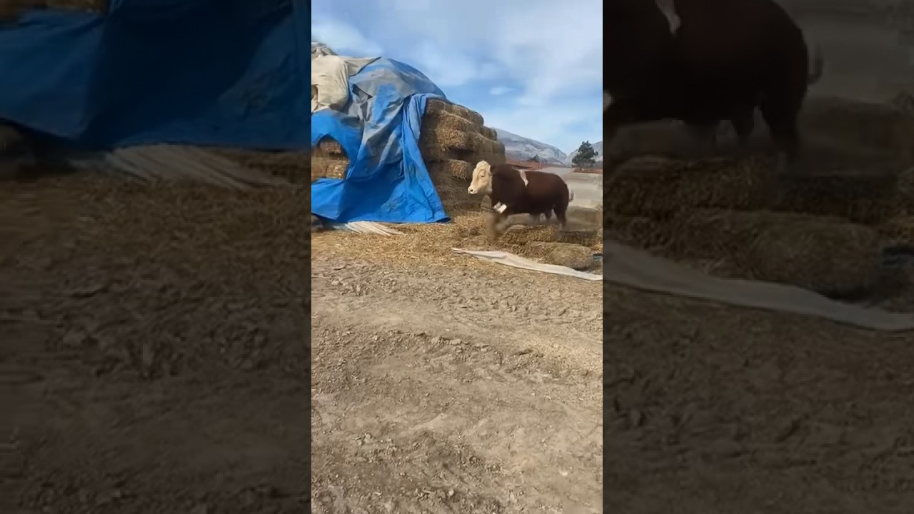 the angry bull ran away from the fence