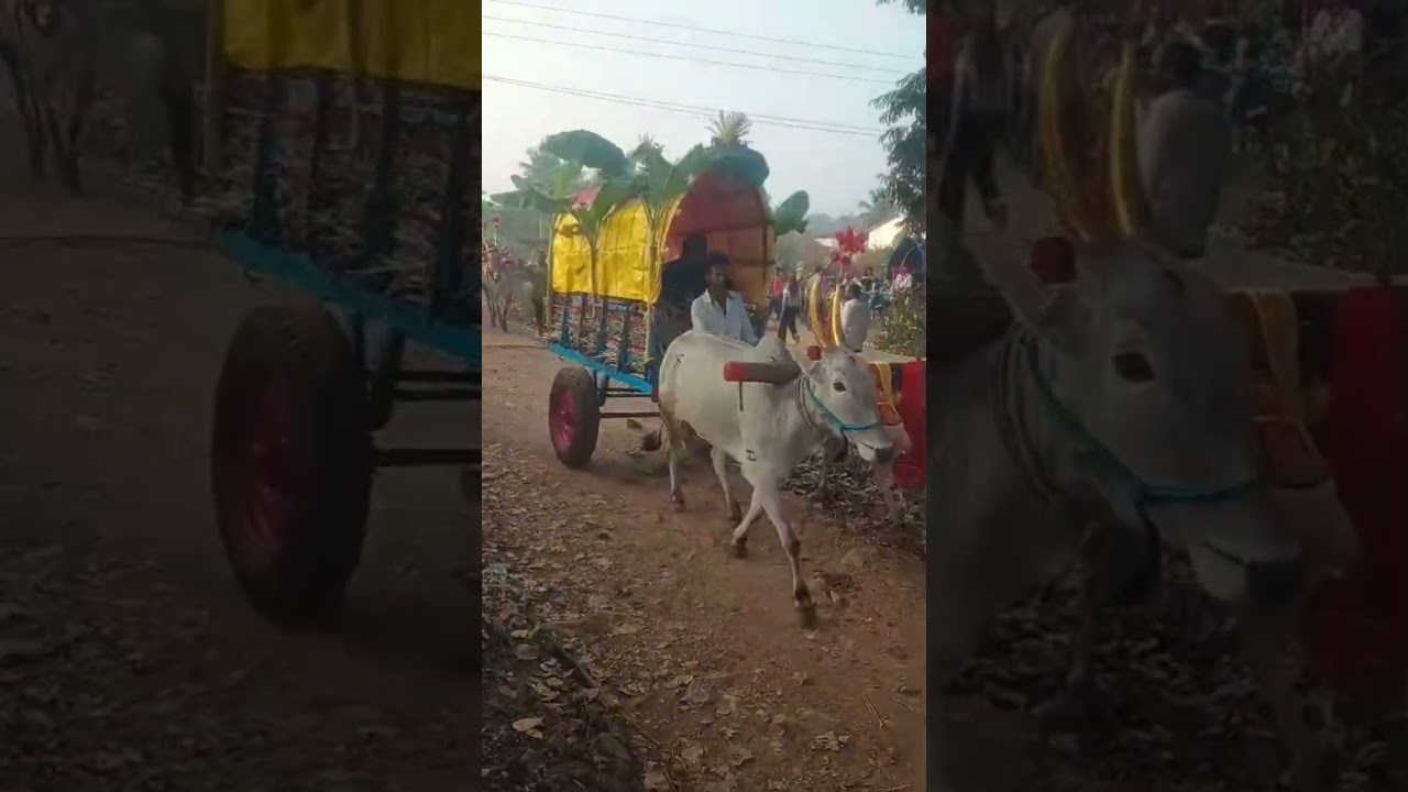 Bullock cart: Festival #antharangam #race #animals #kadur #chickmagalur