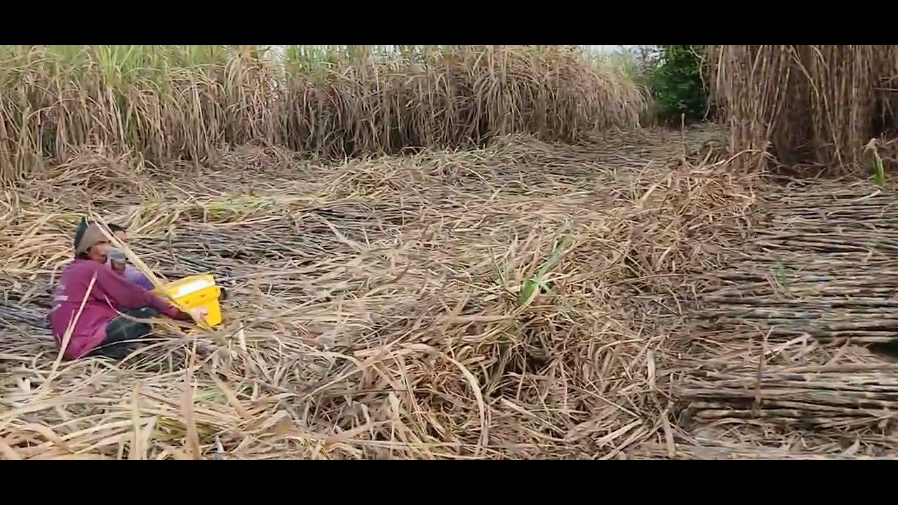 มาพ้อเสื่อเหลื่ยม