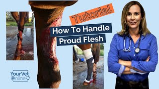 Horse Wound Care:  How to Treat Wounds & Prevent Proud Flesh Tutorial screenshot 5