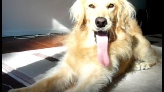 Longest dog tongue ever?! by Finchesca 3,558 views 10 years ago 46 seconds
