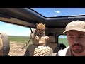 Tourist Turns Into Statue as Cheetah Invades Safari Vehicle