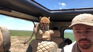 Tourist Turns Into Statue as Cheetah Invades Safari Vehicle