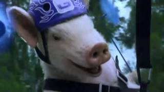 GEICO Commercial Maxwell the Pig Returns! Zip line Piggy