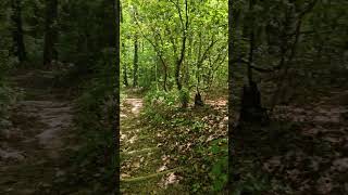 Walking on Art Loeb Trail. #shorts #nature #hiking #mountains