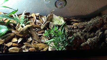 Bioactive Setup - Leopard Gecko (2 months)