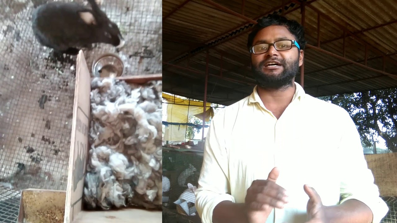 Rabbit winter care Rabbit farming & care YouTube