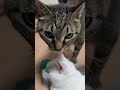 猫ねこ耐久レース(ぜんそくの咳が出るまで撫で続ける耐久戦)