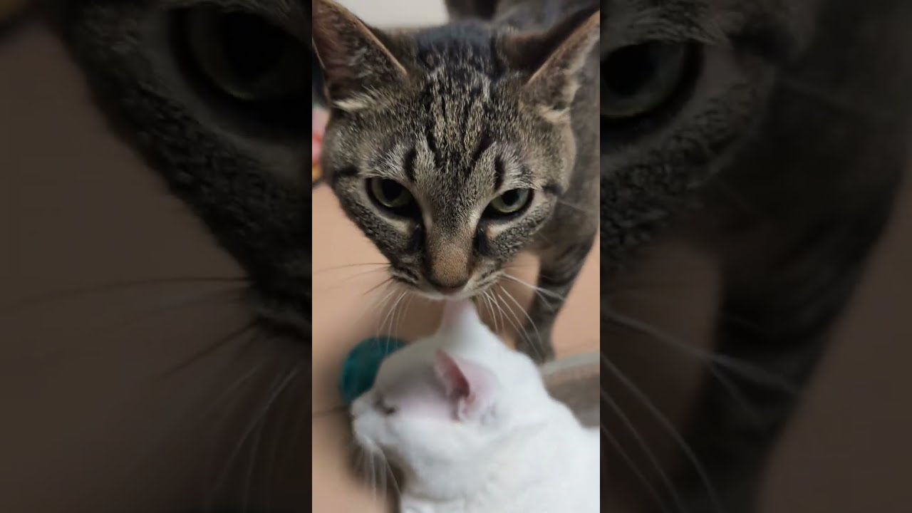 猫ねこ耐久レース(ぜんそくの咳が出るまで撫で続ける耐久戦)