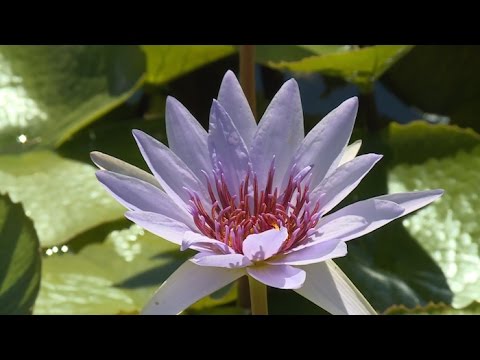 Vidéo: Comment Nous Avons Créé Un étang Avec Des Nénuphars Vivants Et Artificiels Et Lui Avons Fourni Un éclairage Fabuleux