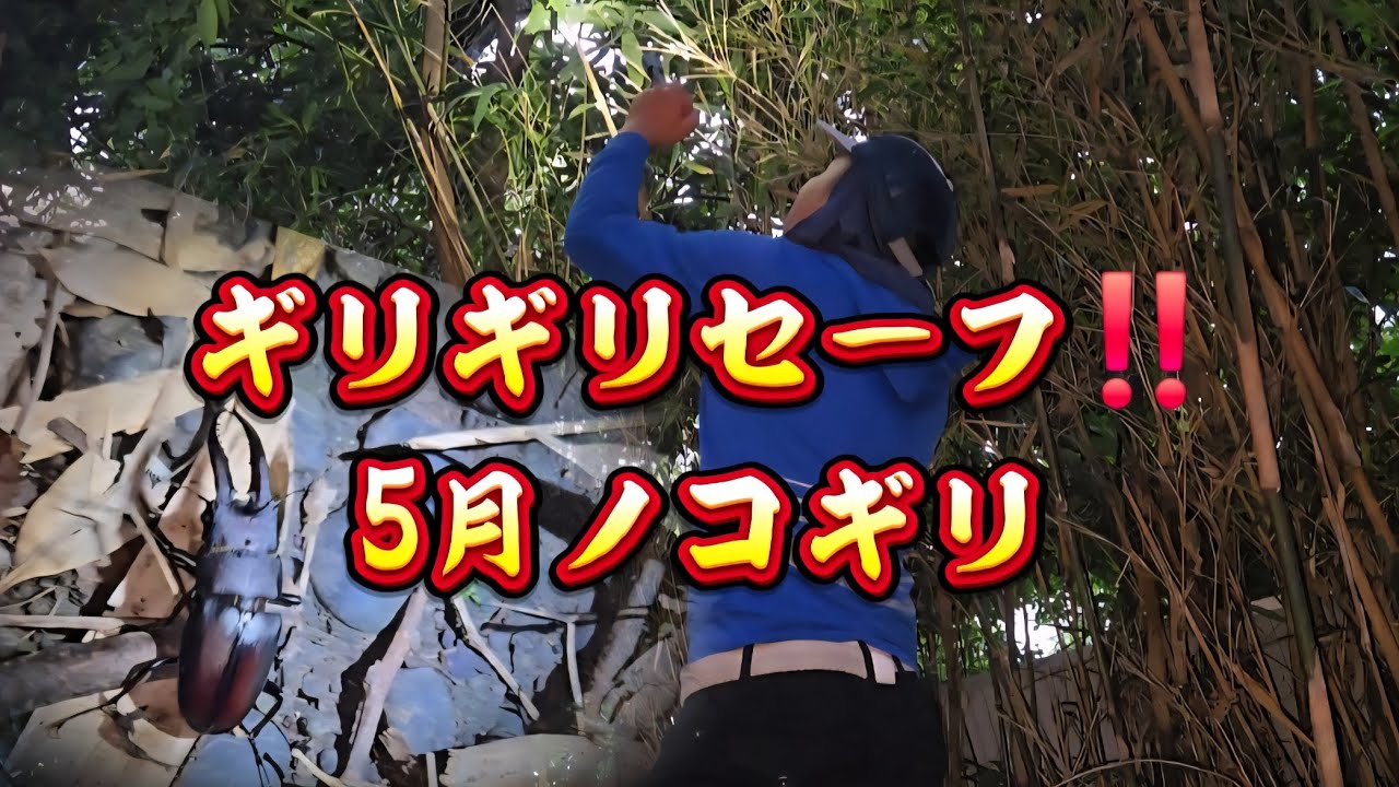昆虫採集】裏山5月ノコギリクワガタ‼️ギリギリセーフ‼️ - YouTube