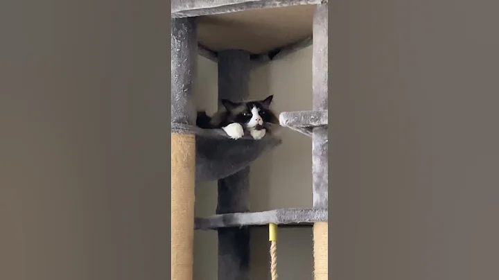 Video 8050481: cats catlover cute, food catlover, cat wonderful