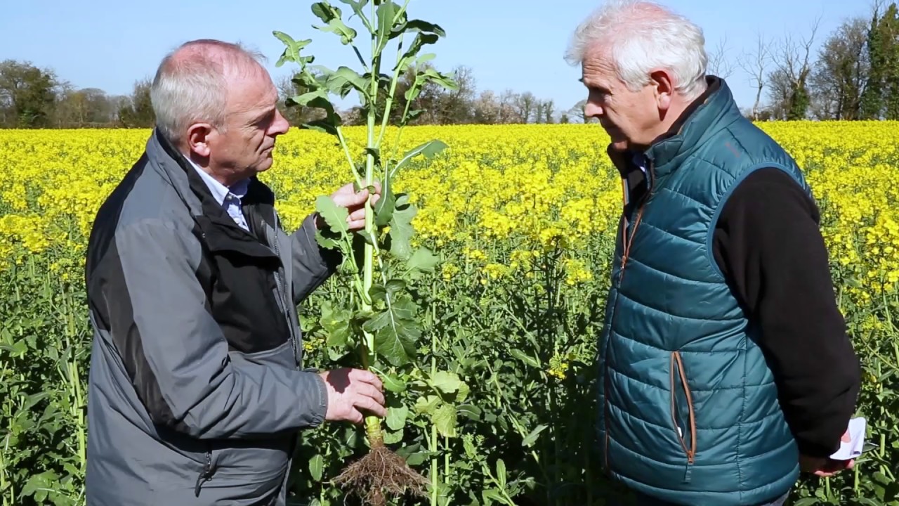 In the fields: oilseed rape