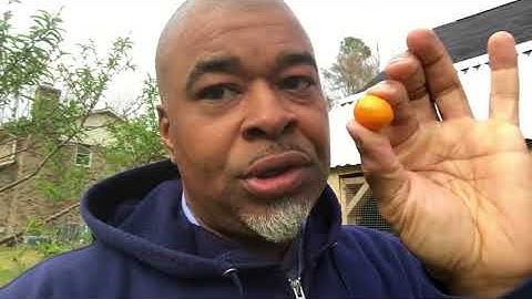 Yes! I still have my citrus trees. Lol