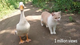 The friendship of cats and ducks makes anyone who sees it amazed. Cute animal videos❤