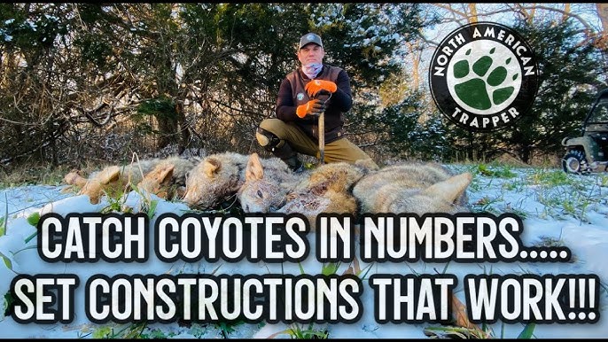 How to make a Predator Bait for Coyote, Fox & Bobcat 