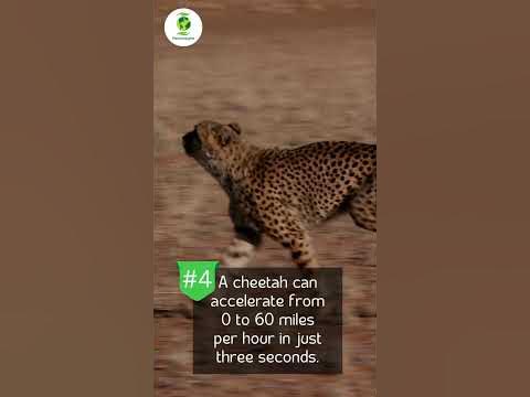 Hippo, Snail & Cheetahs : Fun Animal Facts in 30 Seconds - YouTube