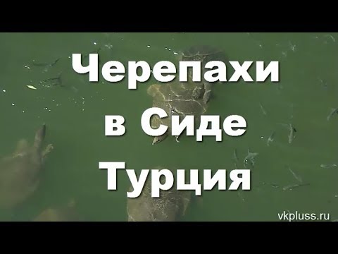 Огромные черепахи I как их найти в Сиде самостоятельно I Турция