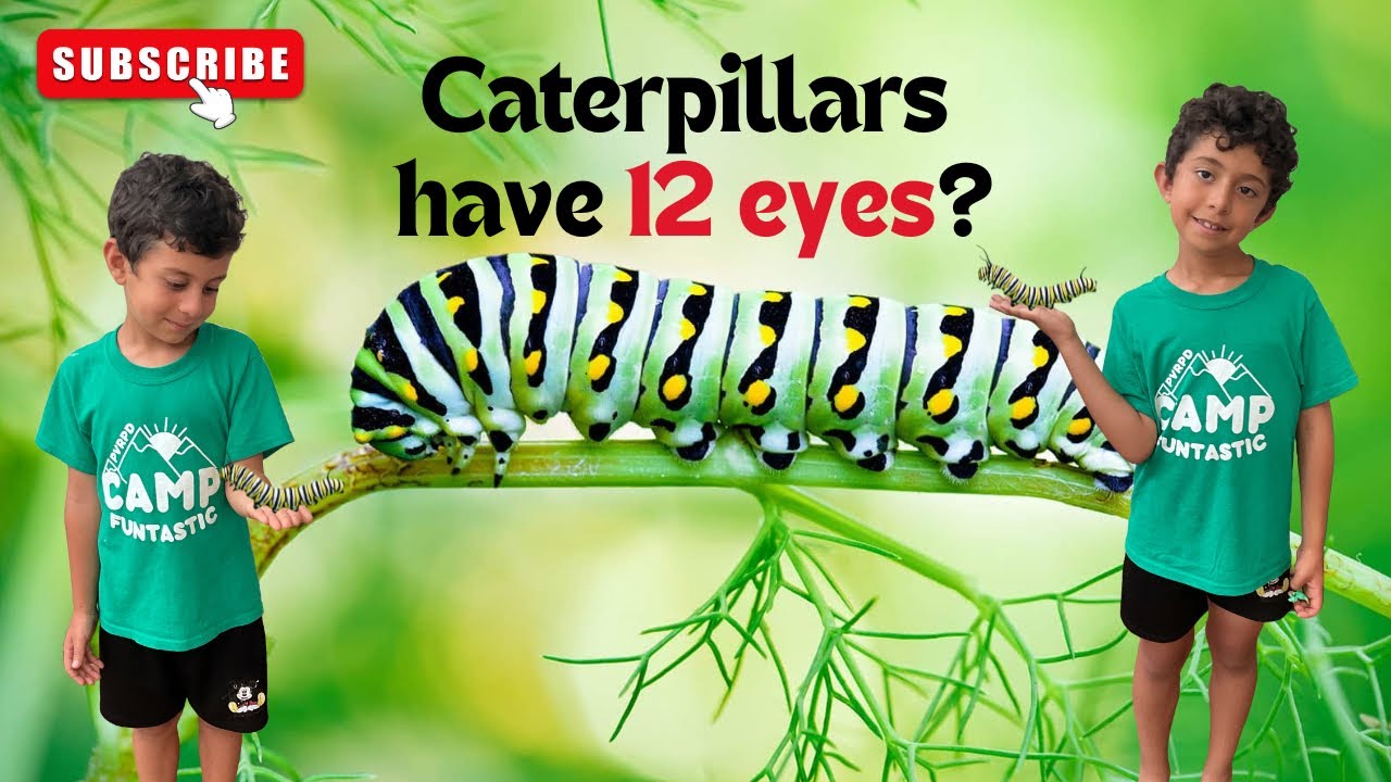 Did You Know Caterpillars Have 12 Eyes?! Caterpillar Facts for Kids! 