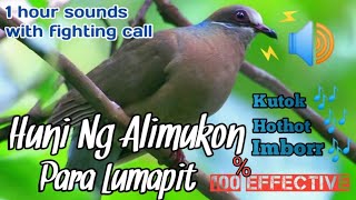 Huni Ng Alimokon Para Lumapit | Complete Package for Hunting | Brown Dove Sounds
