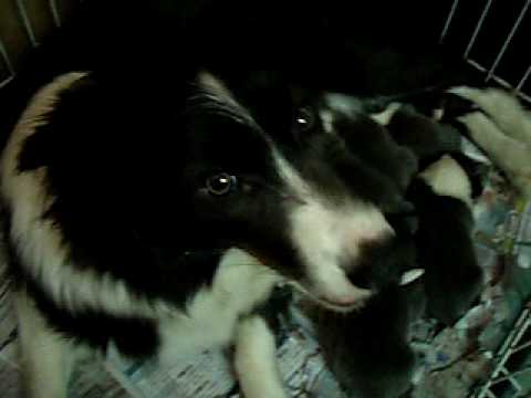 邊界牧羊犬bb~ BORDER COLLIE