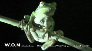 NatureShare #21 White Lipped Green Tree Frog part 2