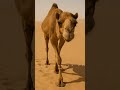 Camel in the desert #ai #aishorts #shortsfeeds #shorts #3danimation #youtubeshorts #camel #cat