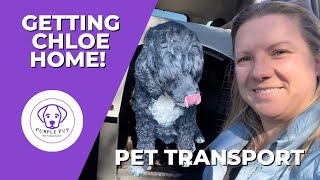 Rescue Dog Finds Her Forever Home | Pet Transportation | Garden of the Gods | PET TRANSPORT by PurplePup LLC 132 views 1 year ago 7 minutes, 7 seconds