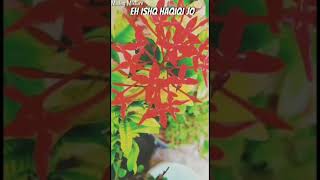 Whatsapp Status || New Whatsapp status 2021