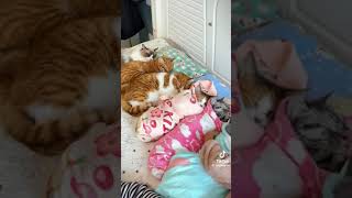 :   ,   # #pets #cats #animals # # # #shortvideo
