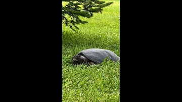 Snapping Turtles Are Impossible - Update!