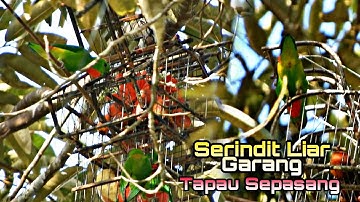 Memikat Serindit || Sepasang Serindit Akhirnya Tumpas #pikatserindit #catchbirds #loriculus