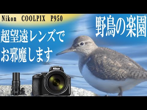 Nikon COOLPIX P950 野鳥の楽園 超望遠レンズでお邪魔します - YouTube