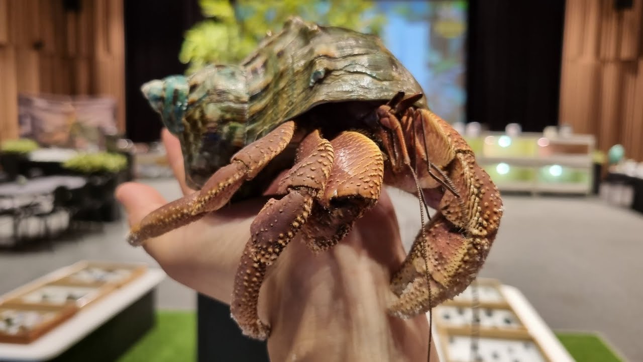 정글대탐험 '대왕소라게 키우기'