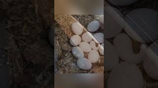 Ik testte mijn reflexen met gekke stunts