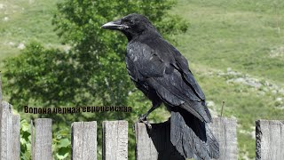 Голоса птиц Как поёт Ворона черная европейская (Corvus corone)