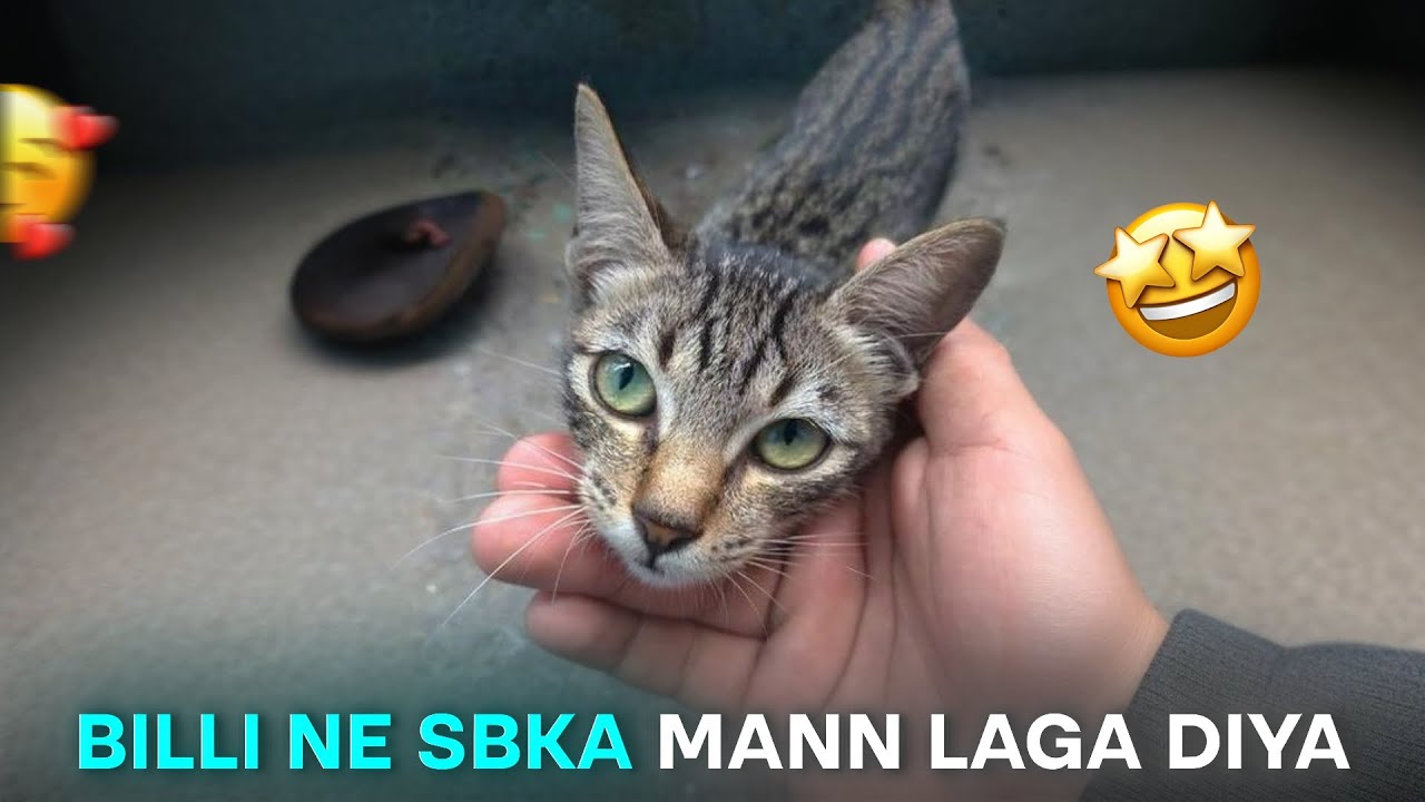 Billi ne सबका Mann लगा Diya 🤩🐈 