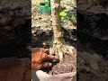 Akar Natural Katanya #bonsai #bonsaitree #bonsaiwaru #gardening #tanamanhias #pertanian #fypyoutube