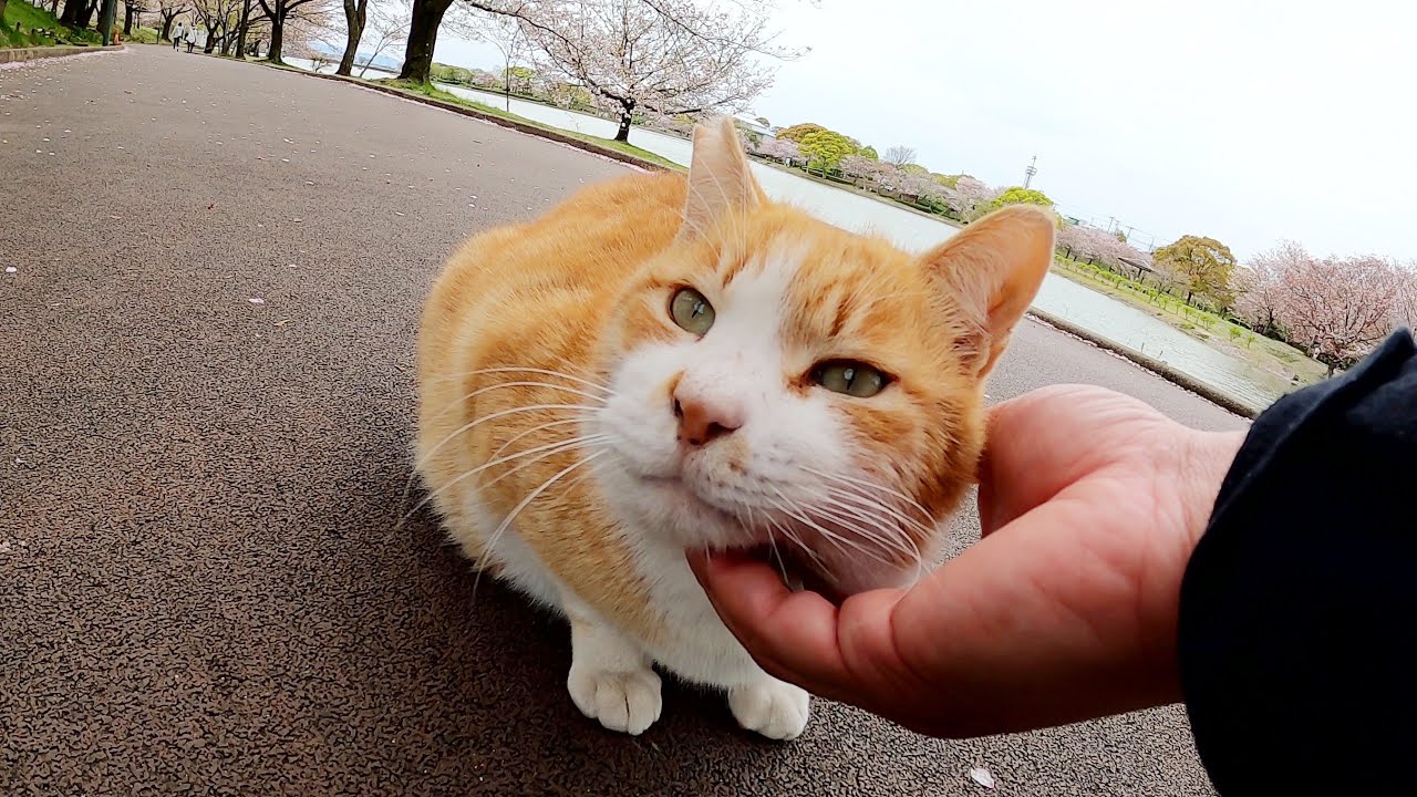 太ったハチワレ猫をモフっていたら、さらに太った茶シロ猫がやってきた 