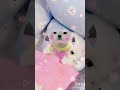 Tik Tok Chó Phốc Sóc Mini 😍 Funny and Cute Pomeranian short