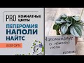 Пеперомия Наполи Найтс - серебренная красавица | Необычное растение для композиций